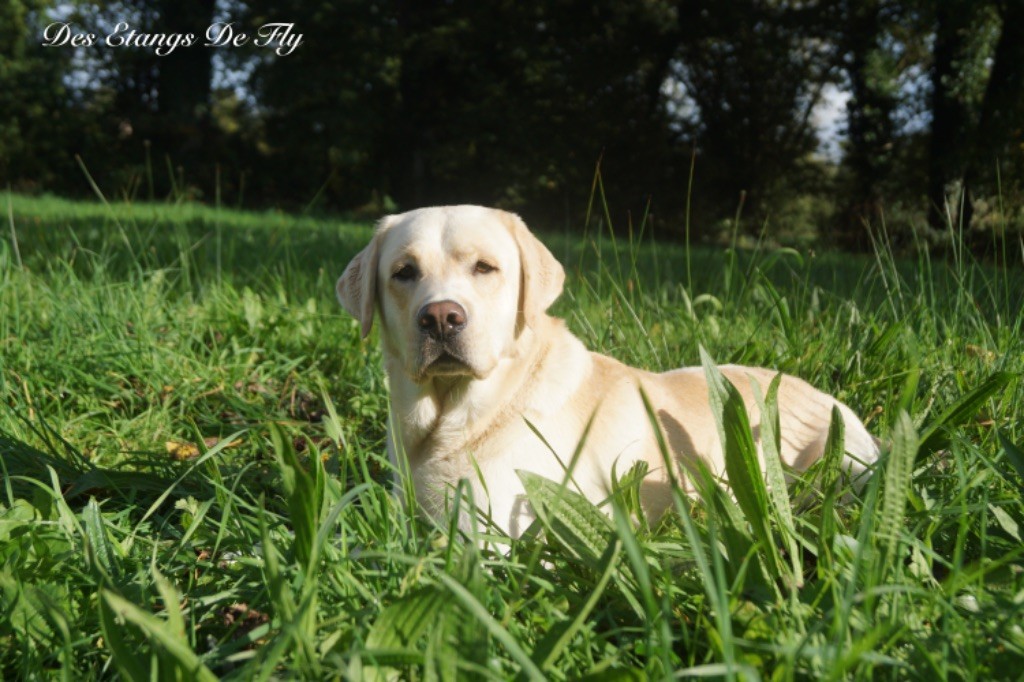 Rocky De L'Amour Des Trois Chocolats