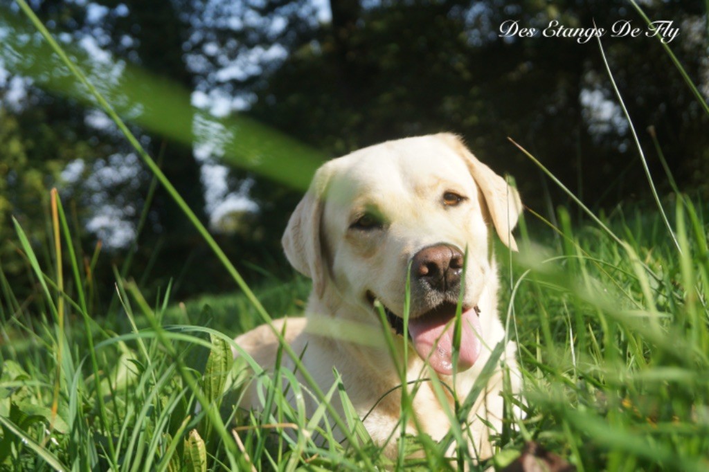 Rocky De L'Amour Des Trois Chocolats