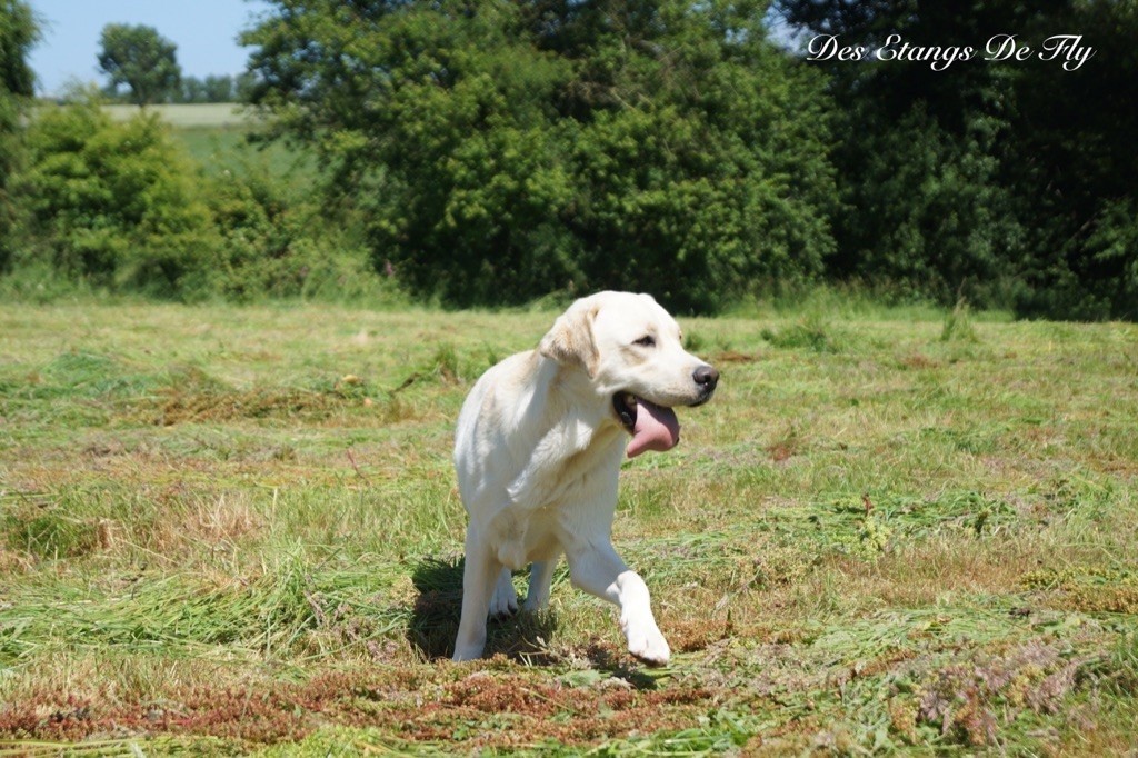 Rocky De L'Amour Des Trois Chocolats