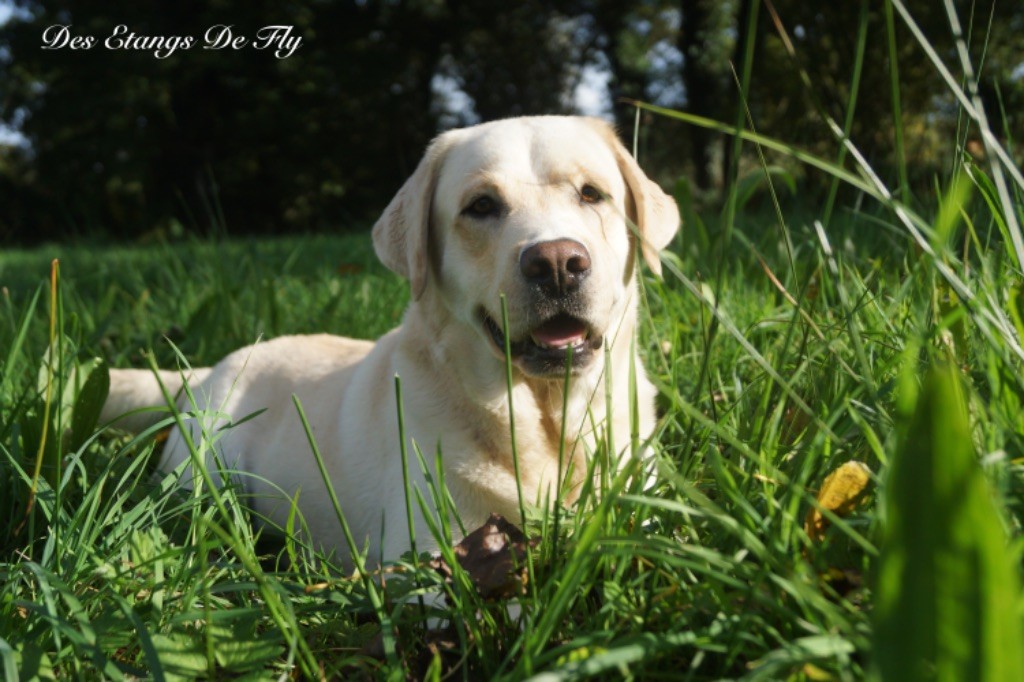 Rocky De L'Amour Des Trois Chocolats