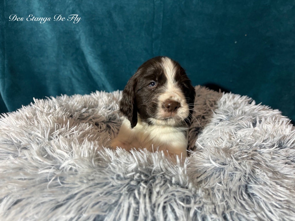 des étangs de Fly - Chiot disponible  - English Springer Spaniel