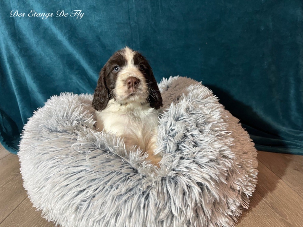 des étangs de Fly - Chiot disponible  - English Springer Spaniel