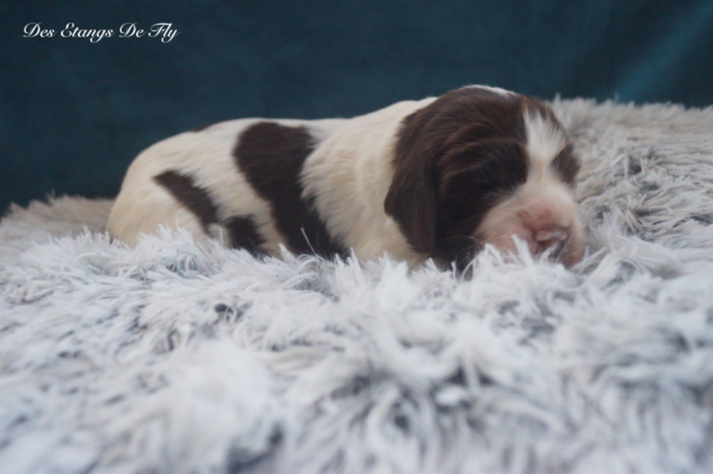 des étangs de Fly - Chiot disponible  - English Springer Spaniel