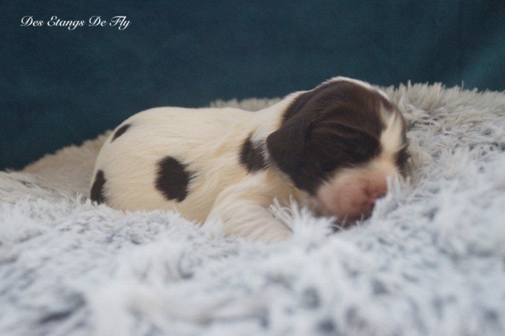 des étangs de Fly - Chiot disponible  - English Springer Spaniel