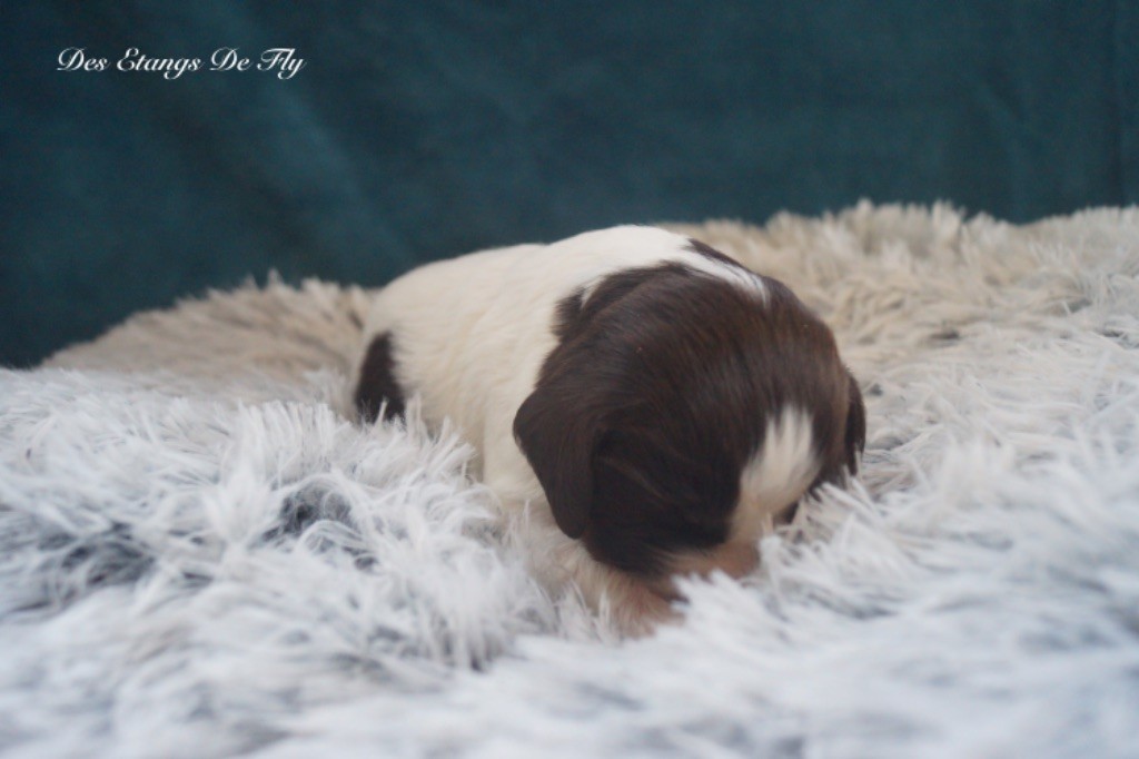 des étangs de Fly - Chiot disponible  - English Springer Spaniel