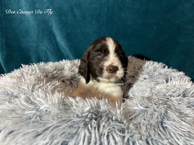 des étangs de Fly - English Springer Spaniel - Portée née le 26/11/2024