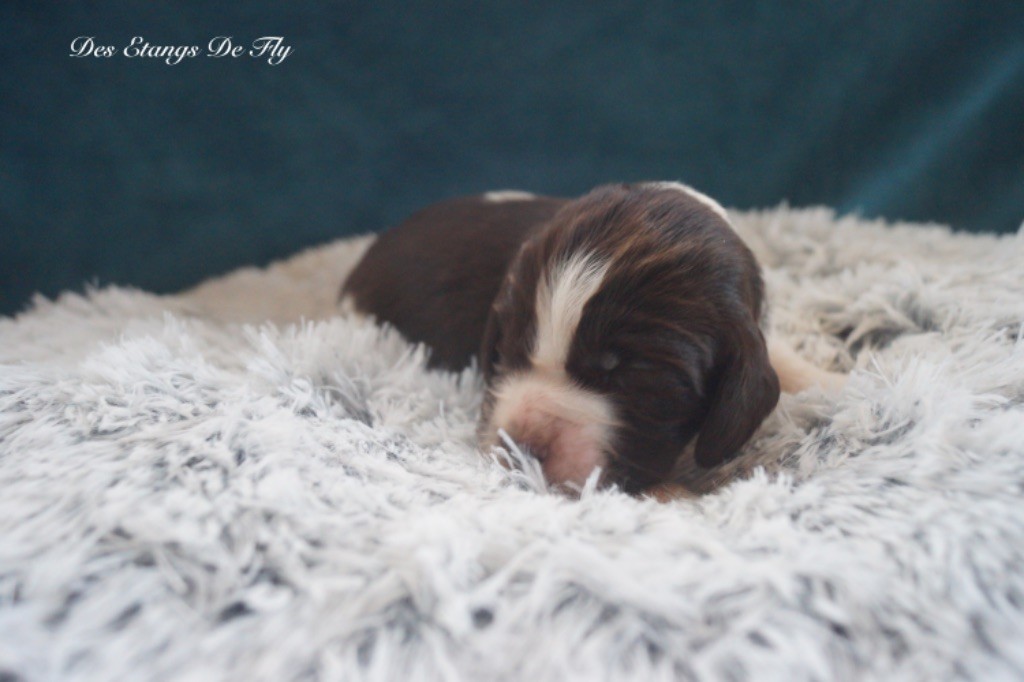 des étangs de Fly - Chiot disponible  - English Springer Spaniel