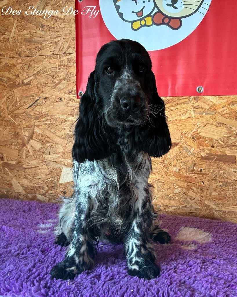 Vettel Never Ending Fun