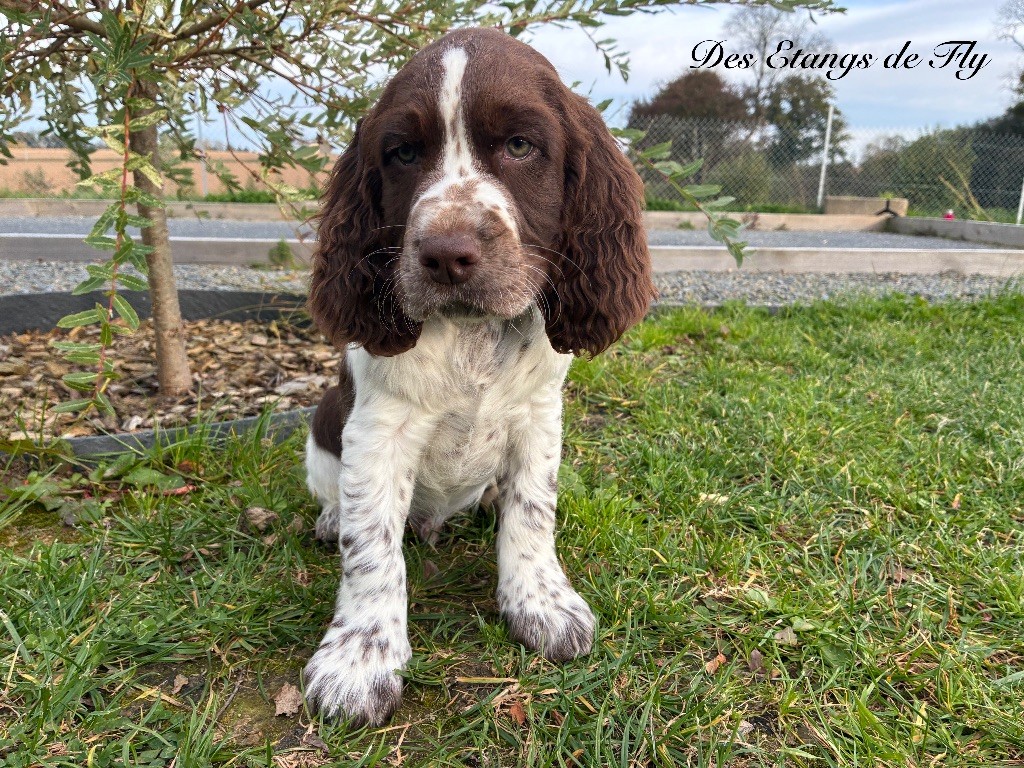 Air force du Clos d'Appé