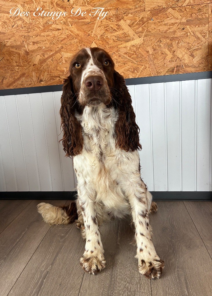 Ushaïa des étangs de Fly