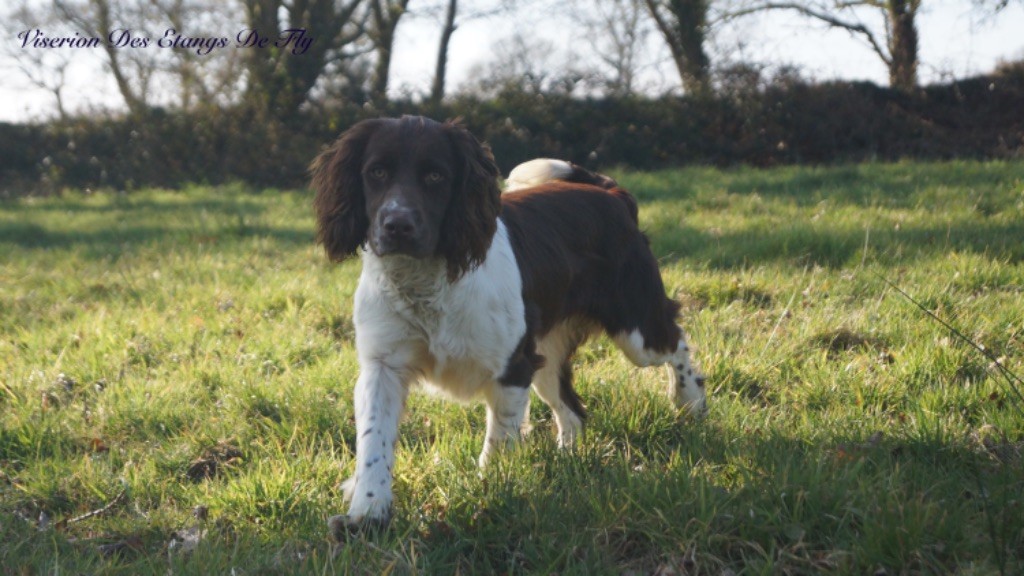 des étangs de Fly - Chiots disponibles - English Springer Spaniel