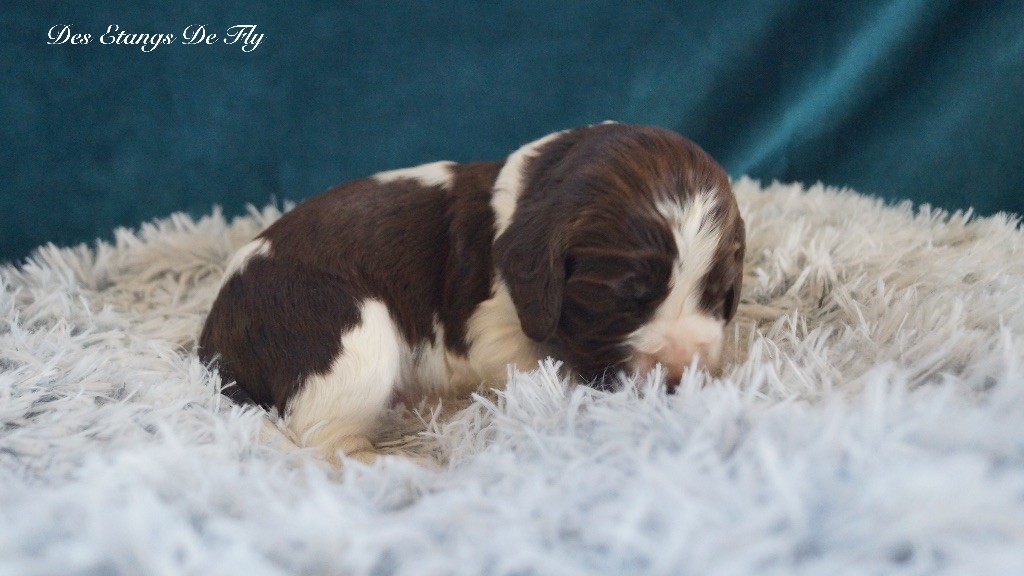 des étangs de Fly - Chiots disponibles - English Springer Spaniel