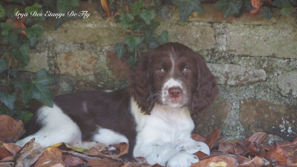 des étangs de Fly - Chiots disponibles - English Springer Spaniel