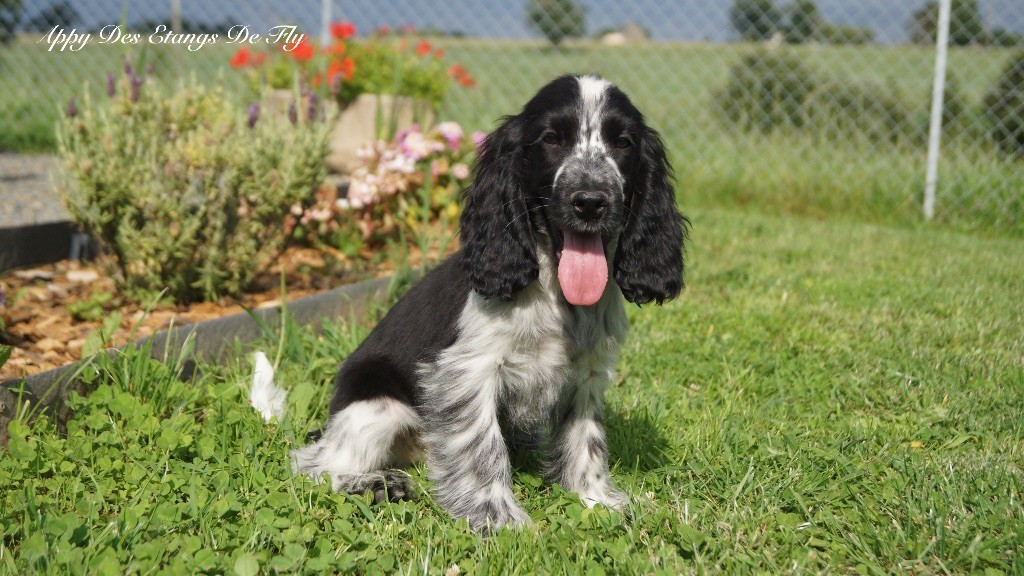 des étangs de Fly - Chiots disponibles - Cocker Spaniel Anglais