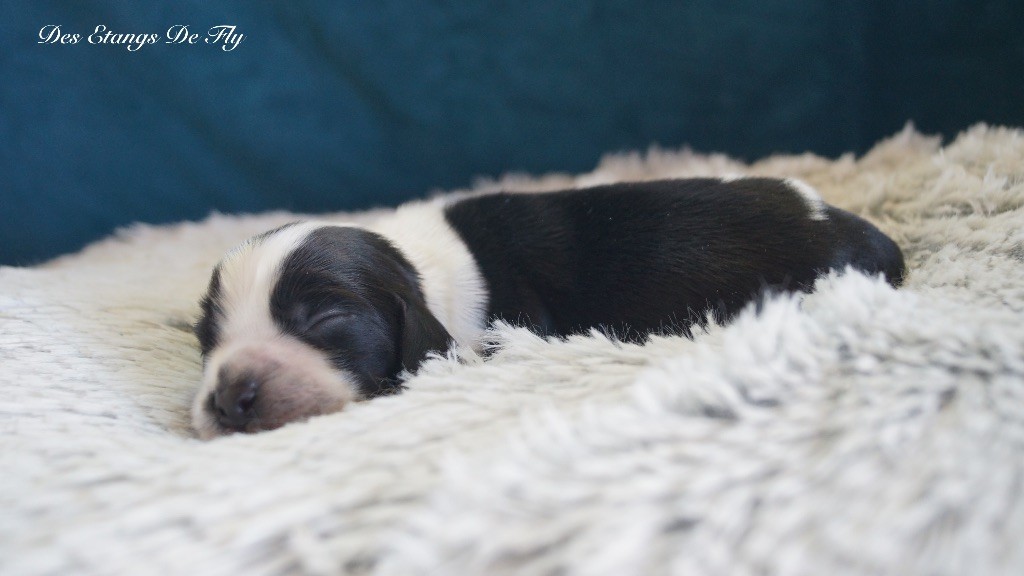 des étangs de Fly - Chiots disponibles - Cocker Spaniel Anglais