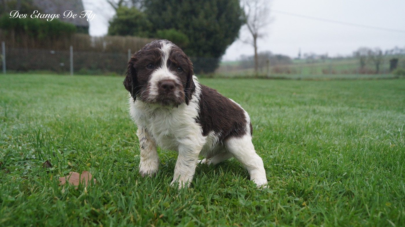 des étangs de Fly - Chiots disponibles - English Springer Spaniel