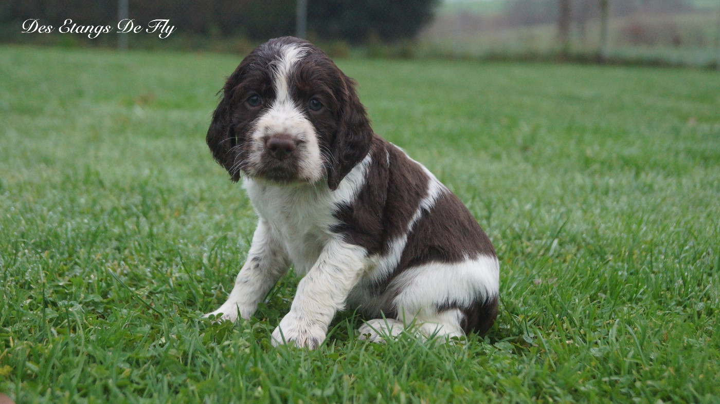des étangs de Fly - Chiots disponibles - English Springer Spaniel