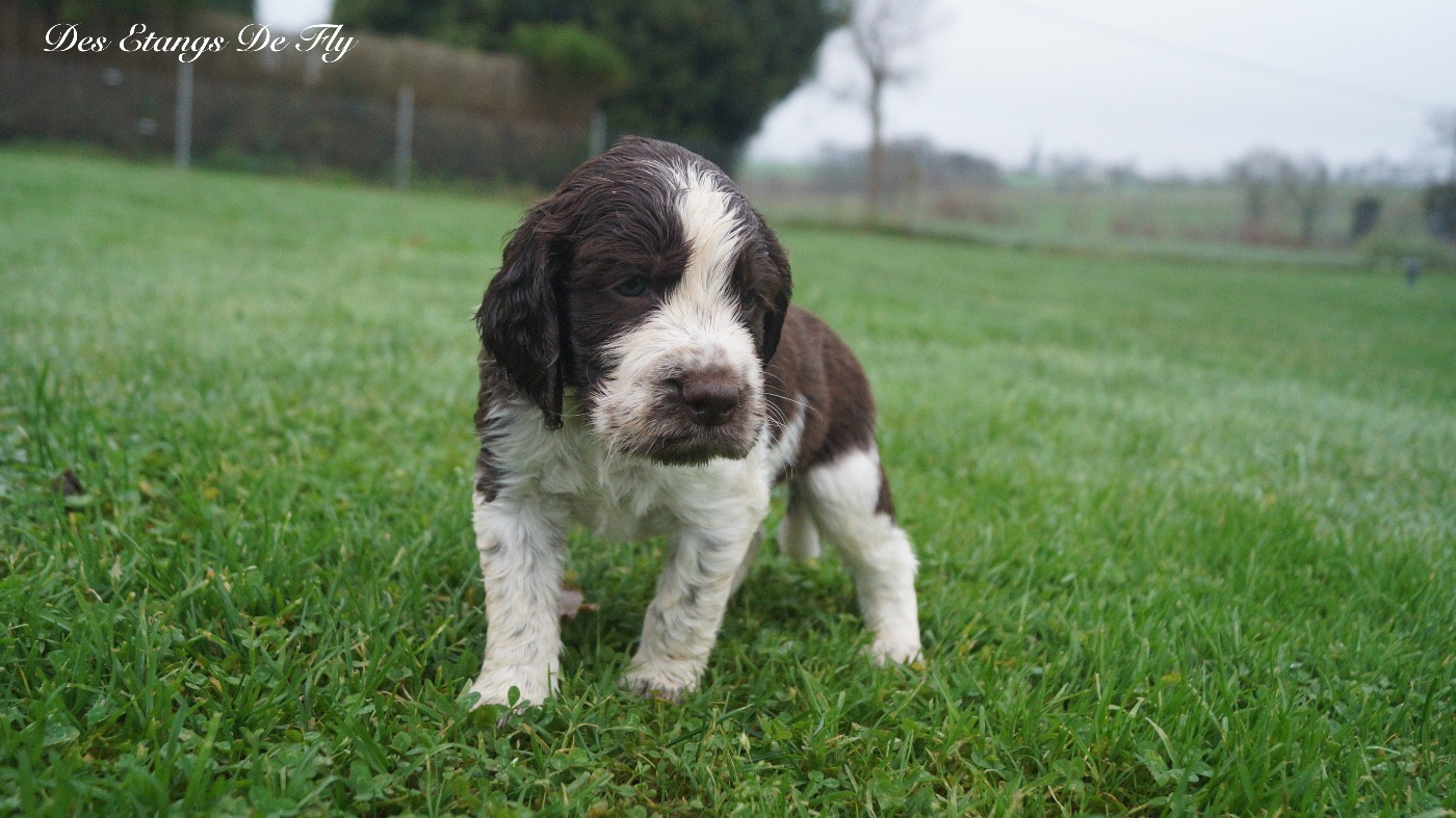 des étangs de Fly - Chiots disponibles - English Springer Spaniel