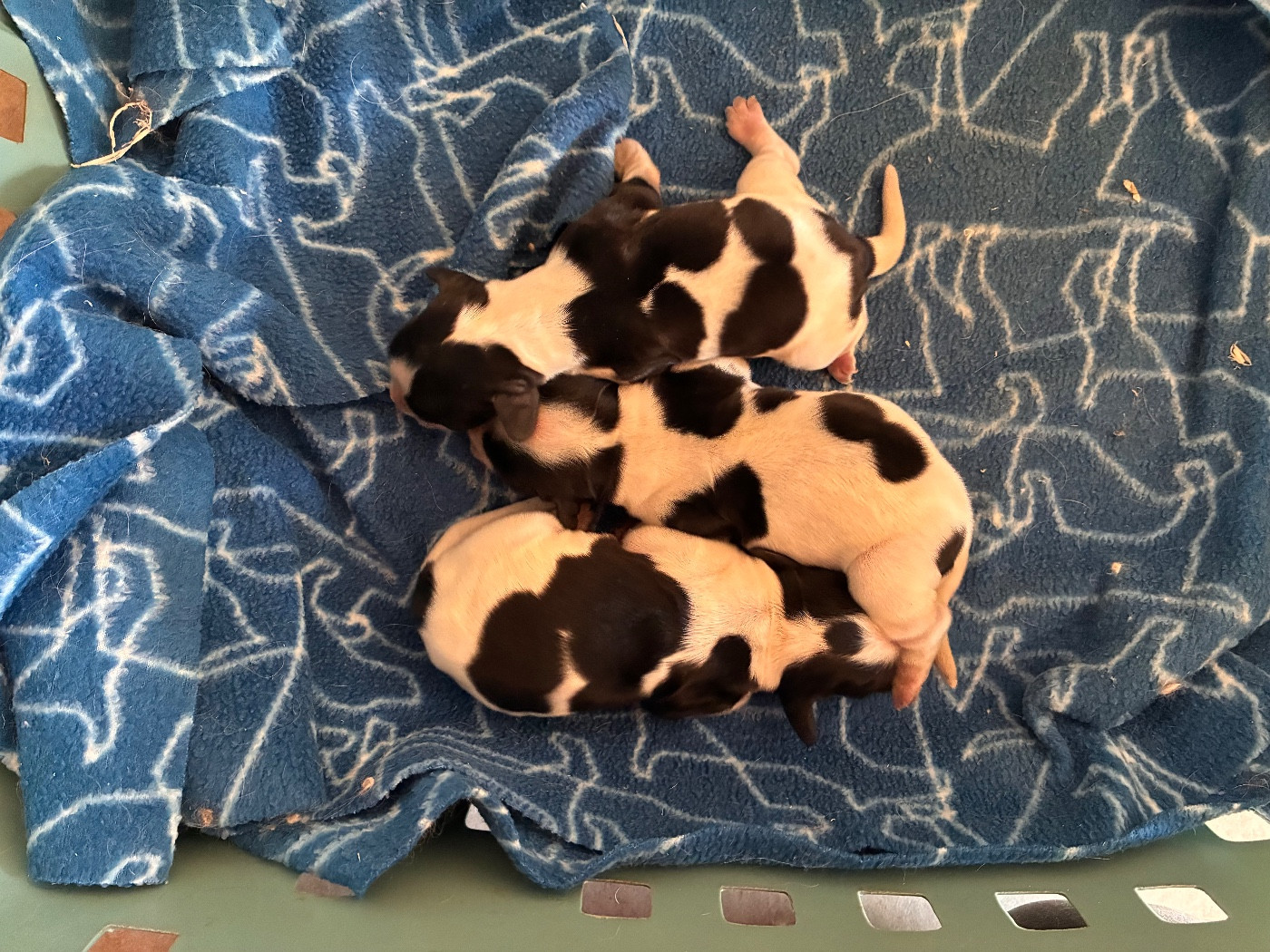 des étangs de Fly - Chiots disponibles - Cocker Spaniel Anglais