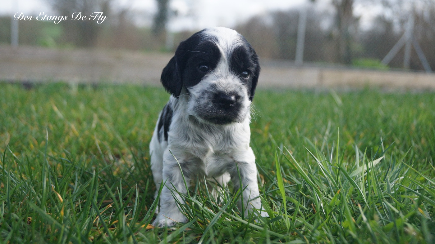 des étangs de Fly - Cocker Spaniel Anglais - Portée née le 27/01/2026