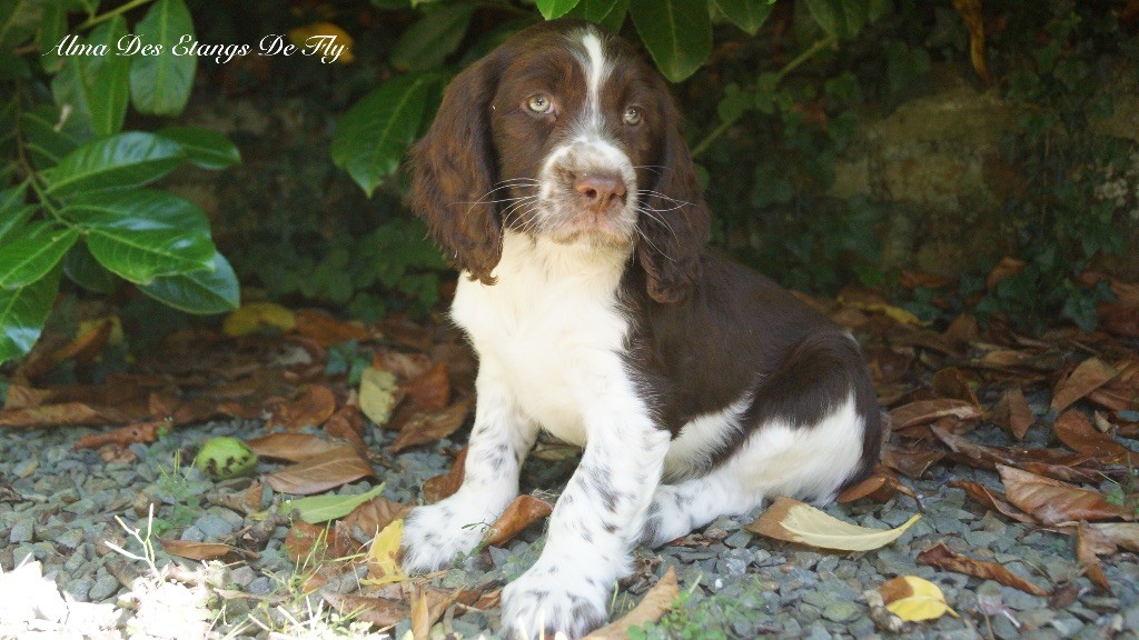 des étangs de Fly - Chiots disponibles - English Springer Spaniel