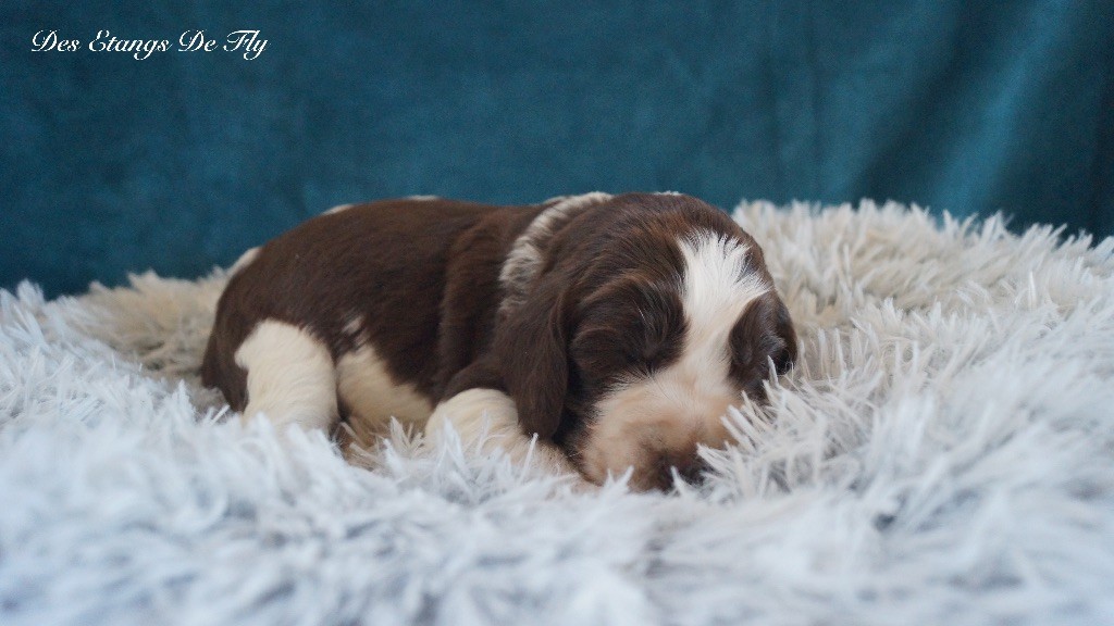 des étangs de Fly - Chiots disponibles - English Springer Spaniel