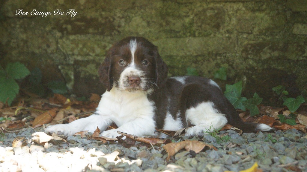 des étangs de Fly - Chiots disponibles - English Springer Spaniel