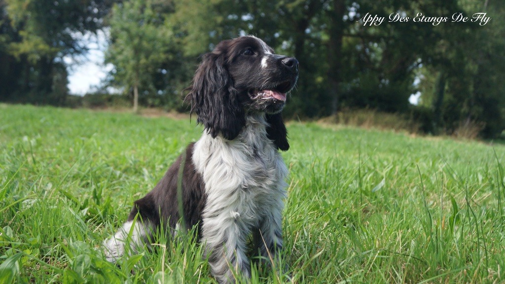 des étangs de Fly - Chiots disponibles - Cocker Spaniel Anglais