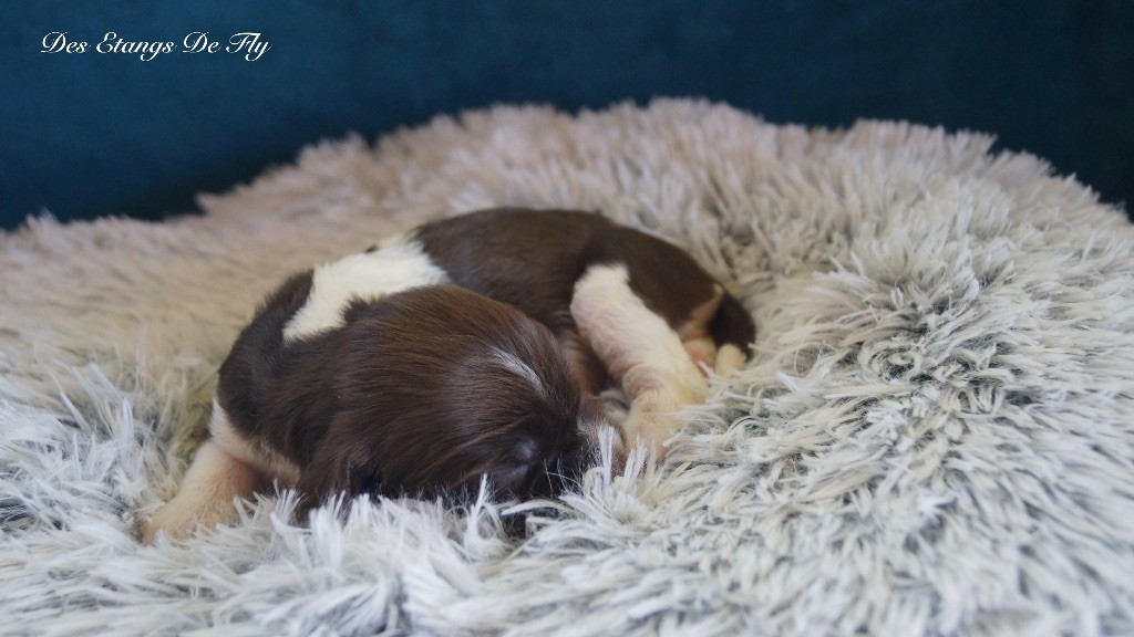 des étangs de Fly - Chiots disponibles - English Springer Spaniel