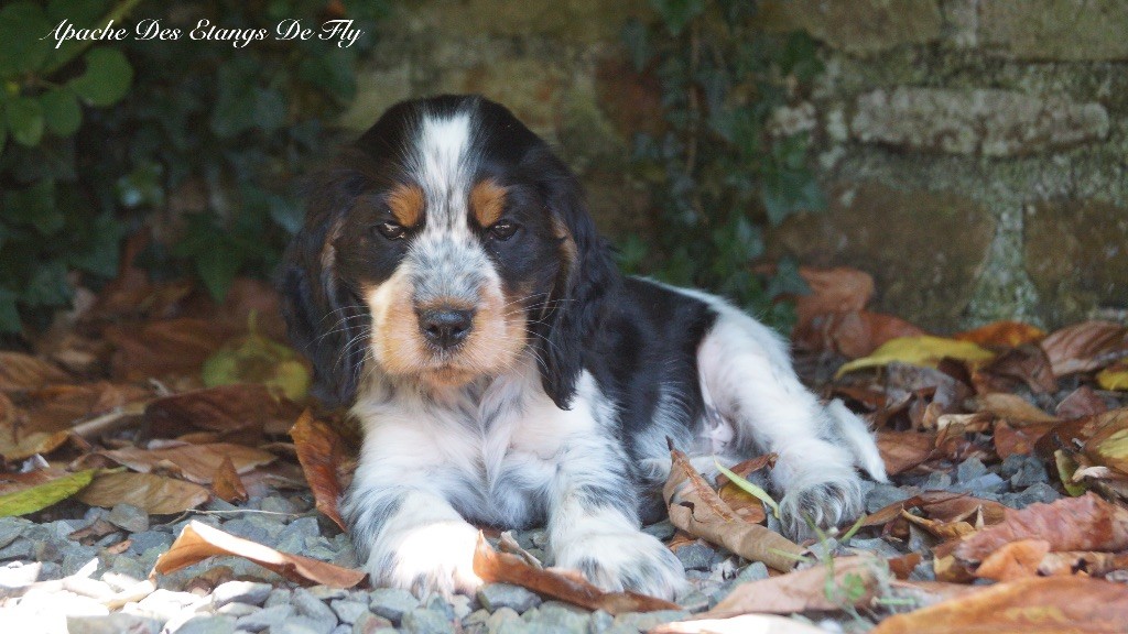 des étangs de Fly - Chiots disponibles - Cocker Spaniel Anglais