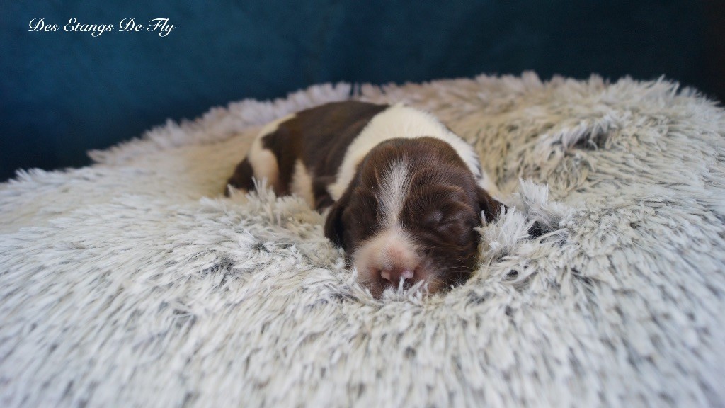 des étangs de Fly - Chiots disponibles - English Springer Spaniel