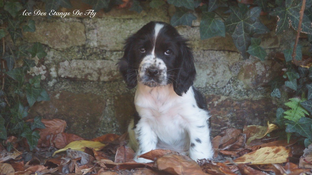 des étangs de Fly - Chiots disponibles - Cocker Spaniel Anglais