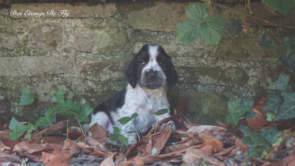 des étangs de Fly - Chiots disponibles - Cocker Spaniel Anglais