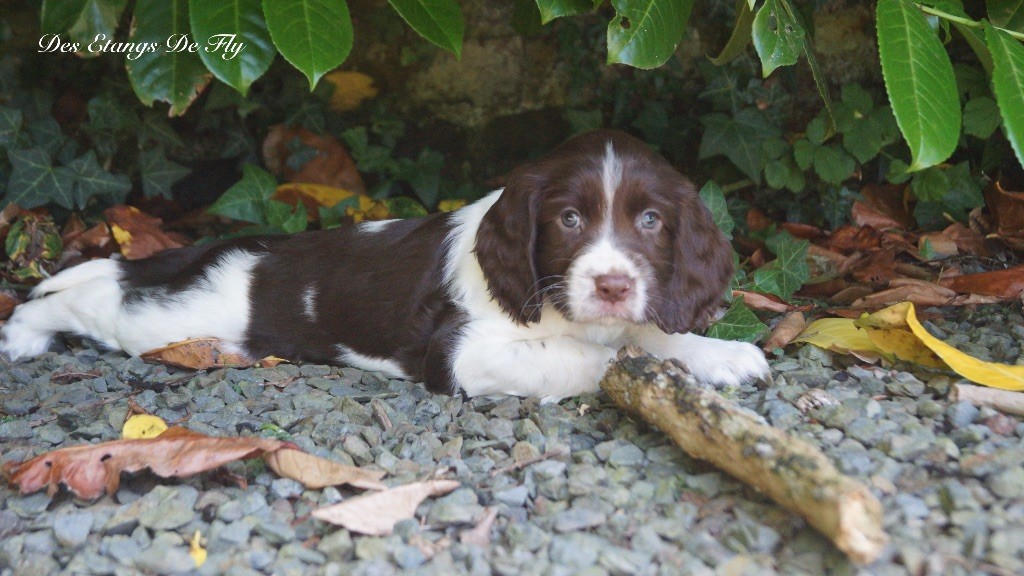 des étangs de Fly - Chiots disponibles - English Springer Spaniel