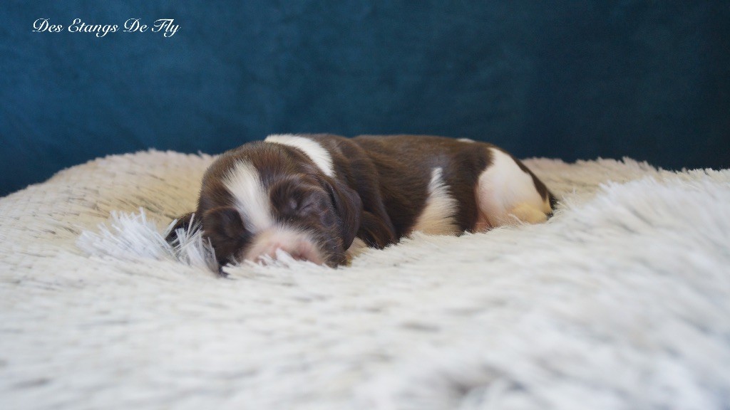 des étangs de Fly - Chiots disponibles - English Springer Spaniel