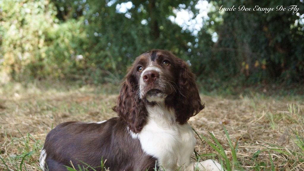 des étangs de Fly - Chiots disponibles - English Springer Spaniel