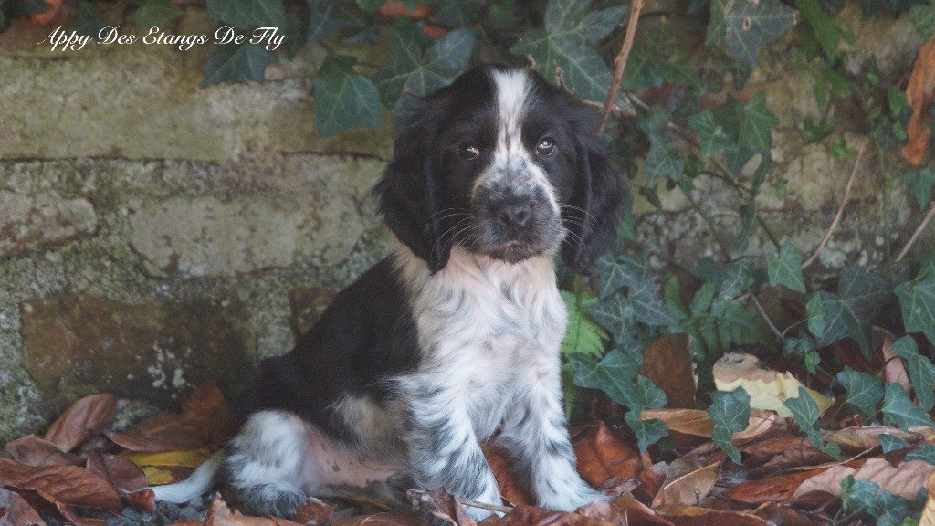 des étangs de Fly - Chiots disponibles - Cocker Spaniel Anglais