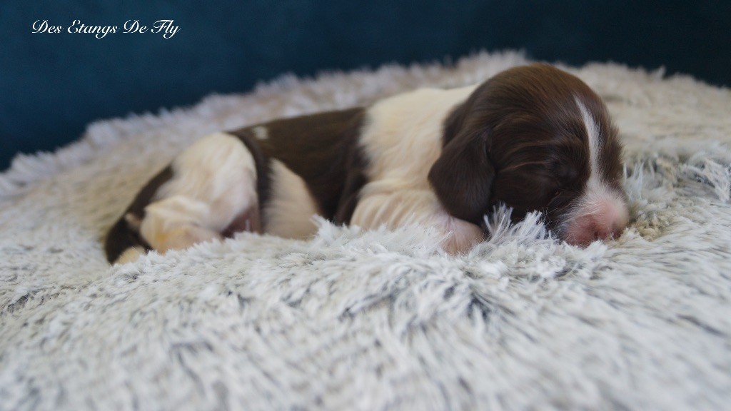 des étangs de Fly - Chiots disponibles - English Springer Spaniel