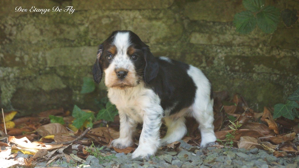 des étangs de Fly - Chiots disponibles - Cocker Spaniel Anglais