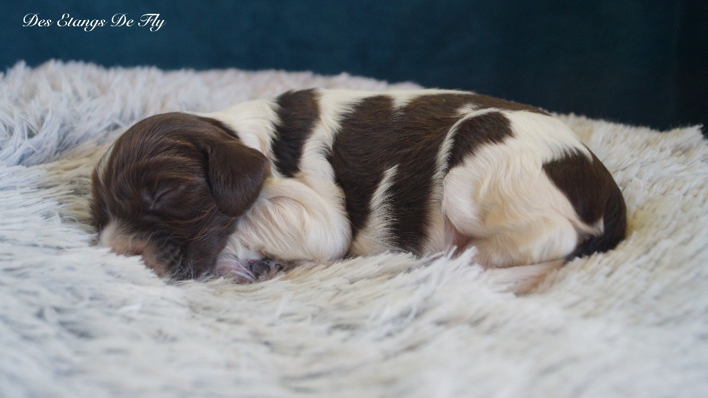 des étangs de Fly - Chiots disponibles - English Springer Spaniel