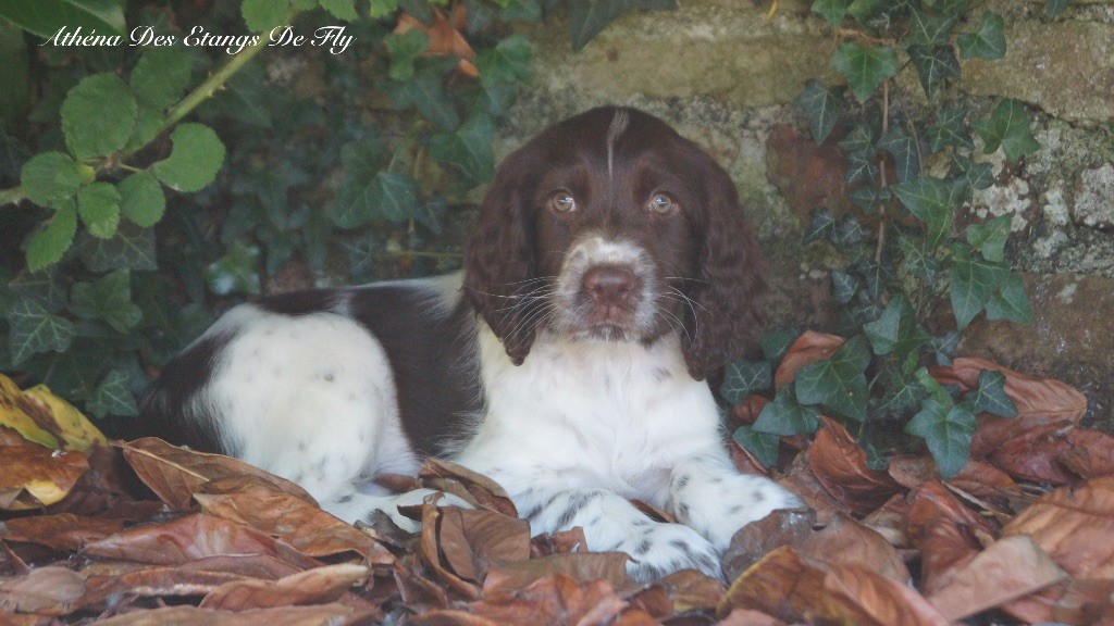 des étangs de Fly - Chiots disponibles - English Springer Spaniel