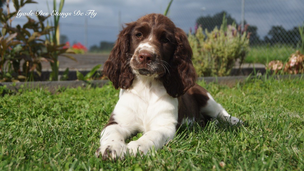des étangs de Fly - Chiots disponibles - English Springer Spaniel