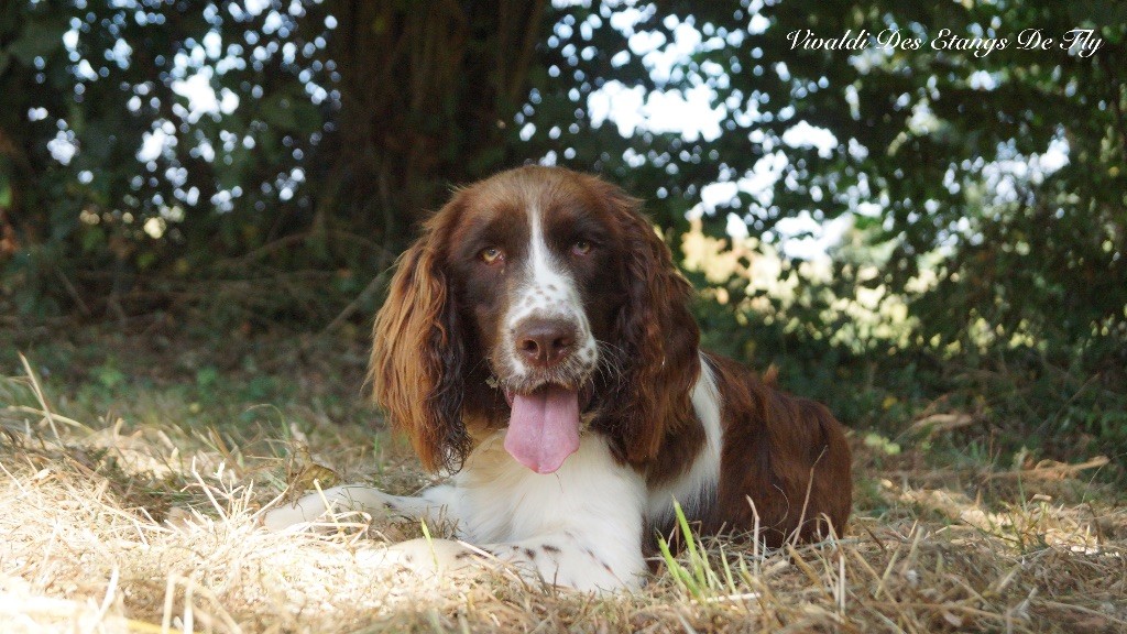 des étangs de Fly - Chiots disponibles - English Springer Spaniel