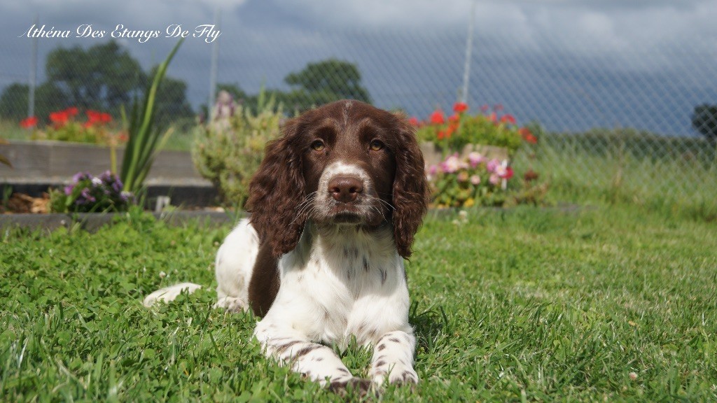des étangs de Fly - Chiots disponibles - English Springer Spaniel