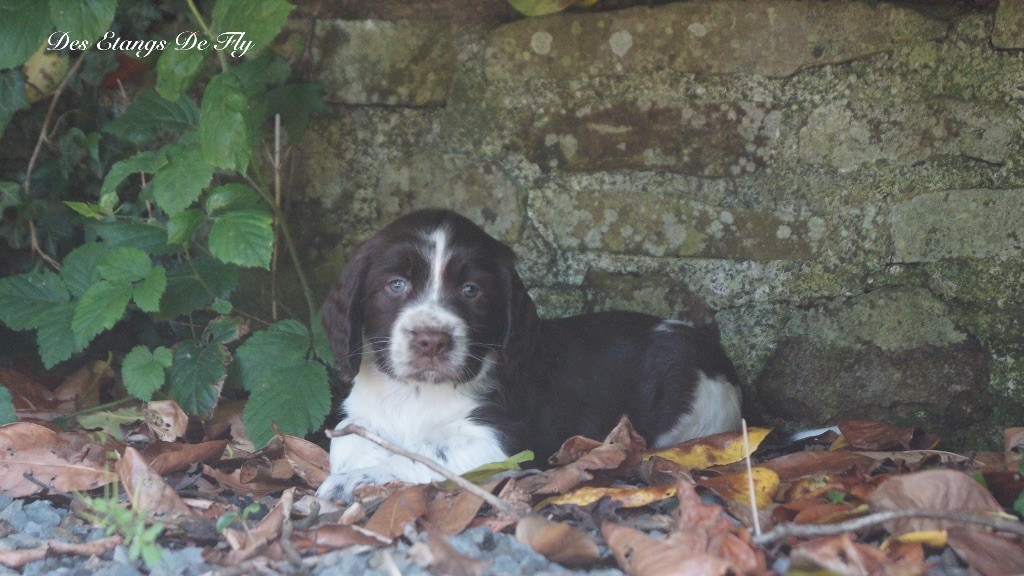 des étangs de Fly - Chiots disponibles - English Springer Spaniel