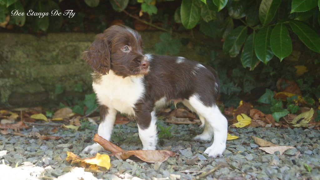 des étangs de Fly - Chiots disponibles - English Springer Spaniel