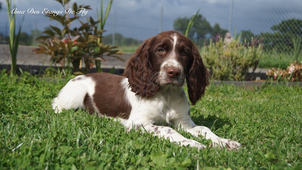 des étangs de Fly - Chiots disponibles - English Springer Spaniel