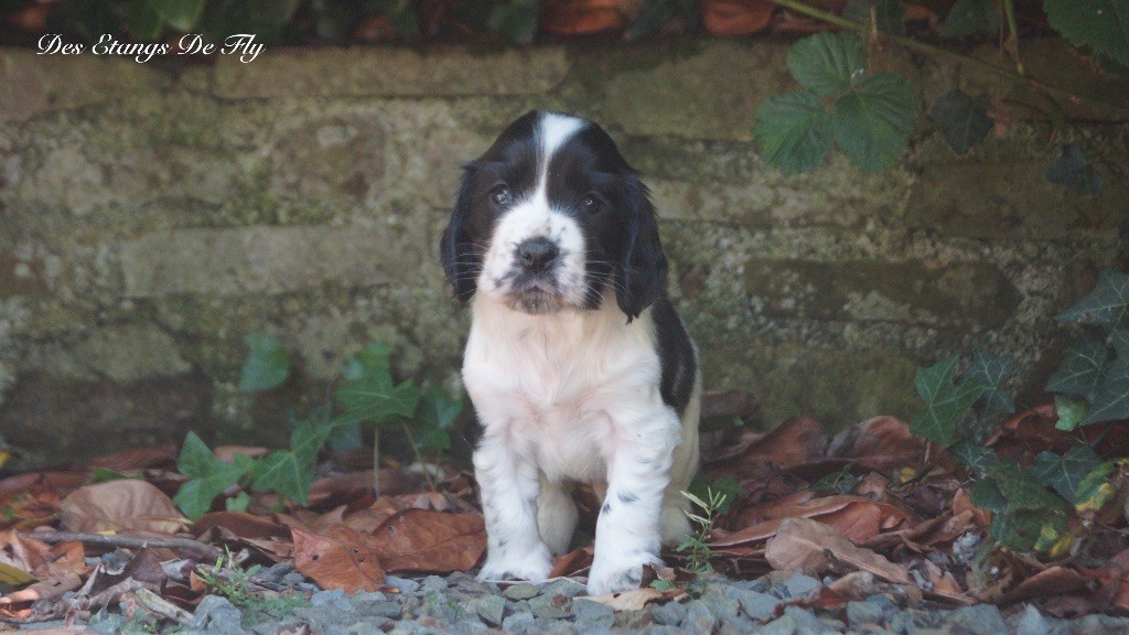 des étangs de Fly - Chiots disponibles - Cocker Spaniel Anglais