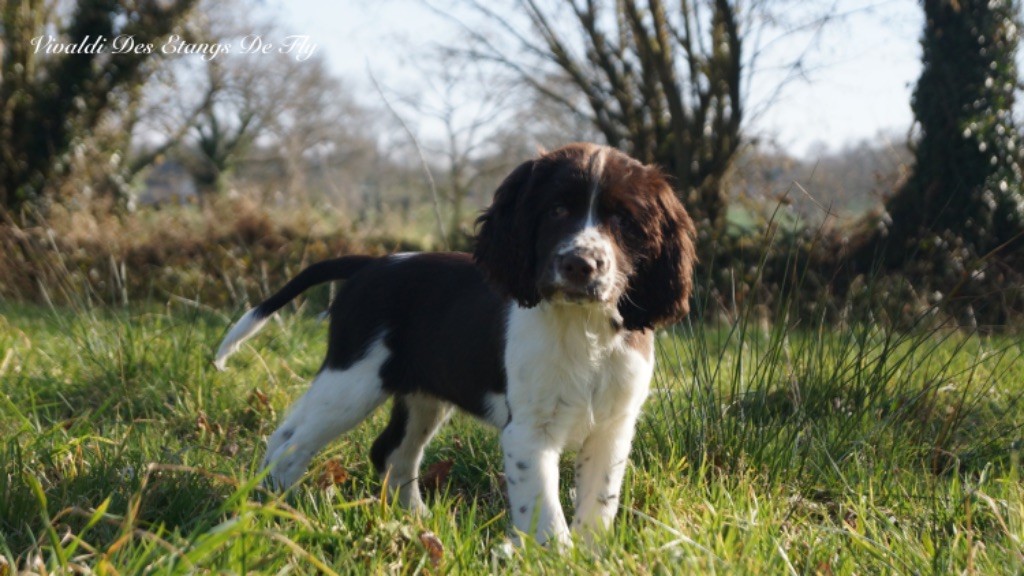 des étangs de Fly - Chiots disponibles - English Springer Spaniel