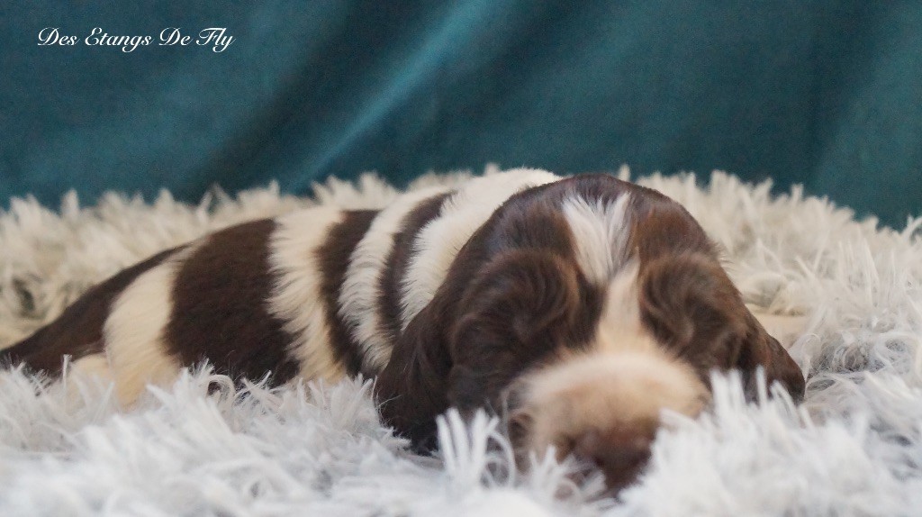 des étangs de Fly - Chiots disponibles - English Springer Spaniel